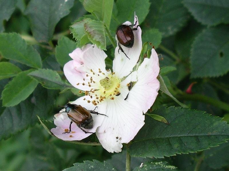 Flora 2.jpg